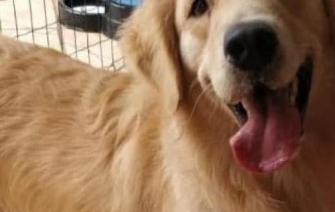 Aprovada lei que proíbe cachorro de latir em cidade catarinense