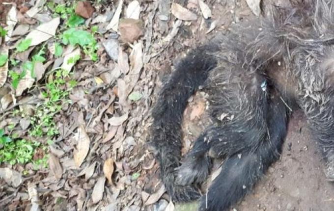 Cresce preocupação com febre amarela após morte de mais um macaco em São João do Oeste