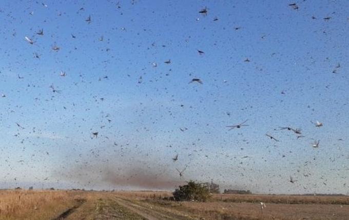 VÍDEO: Nuvem de gafanhotos chega à Argentina e se aproxima do Brasil