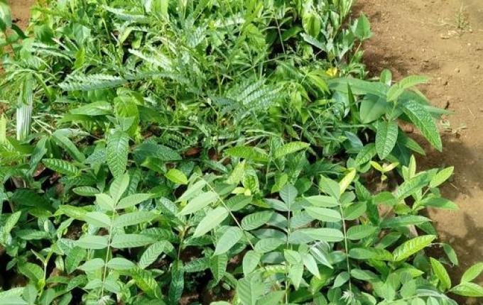 AARUM doa mais de 400 mudas de árvores para dez propriedades de Descanso danificadas pelo ciclone