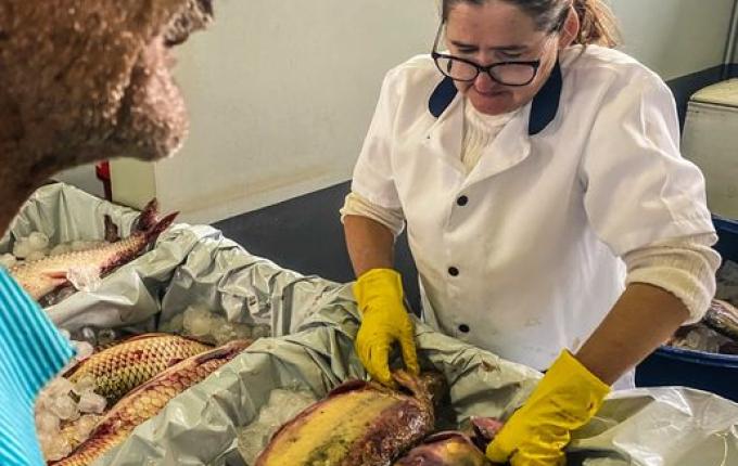 Venda de peixes supera expectativa na Feira Livre e atinge marca de nove toneladas