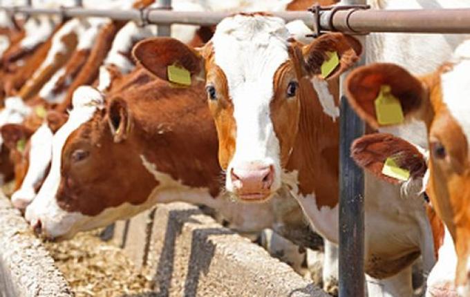 Agricultura avalia expor animais durante a ExpoAnchieta em 2023