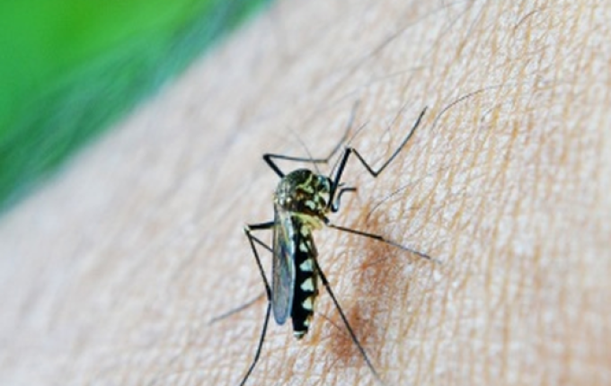 Santa Catarina chega a 71 mortes por dengue em 2022