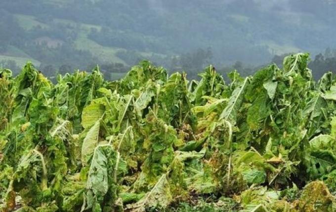 Cerca de 20% das lavouras de fumo do sul tiveram danos com chuvas e temporais