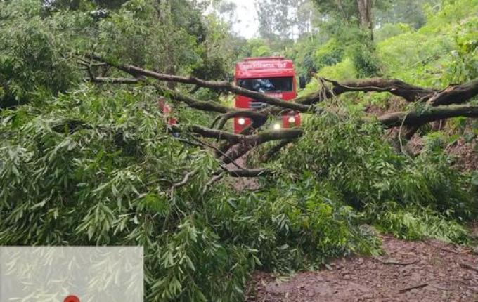Temporal derruba 8 árvores e bloqueia trânsito no interior de São João do Oeste