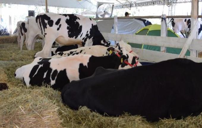 Espaços para exposição de animais na Mercoleite estão quase todos vendidos