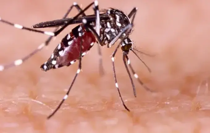 Tunápolis realiza primeiro levantamento do ano sobre situação da dengue