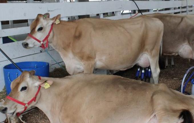 Iniciado torneio leiteiro na Faismo 2022