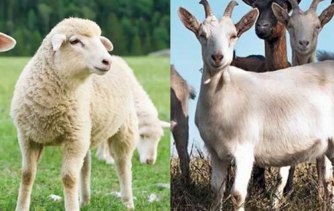 Criação de ovelhas e cabritos pode virar nova aposta do agronegócio em SMO