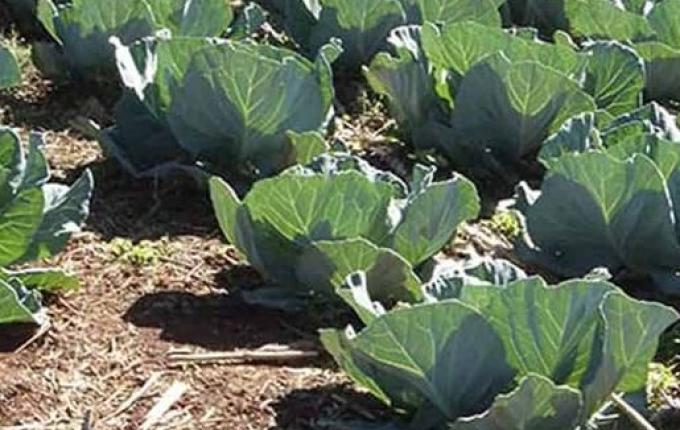 Sindicato de Mondaí desenvolve projeto SPDH+