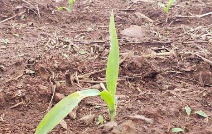 Controle da cigarrinha será fundamental para uma boa safra de milho neste ano