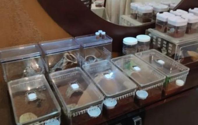 FOTOS: 64 aranhas e três escorpiões são apreendidos em Joinville