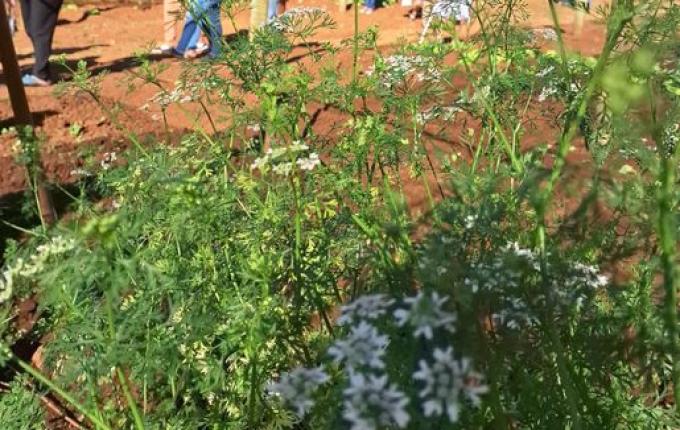 Grupo de Saúde Mental visita horto medicinal em Palma Sola