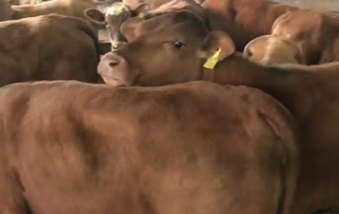 Leilão no Extremo Oeste deve comercializar 450 animais entre reprodutores e gado geral