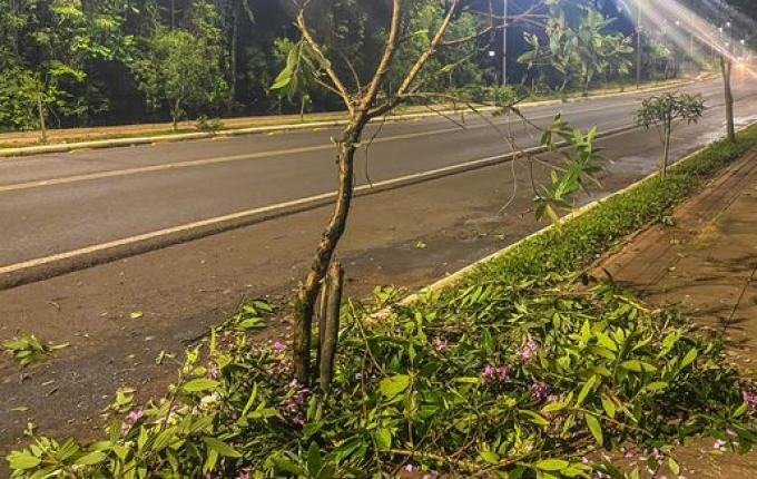 Para comemorar aniversário, jovens danificam mais de 50 árvores em SMO