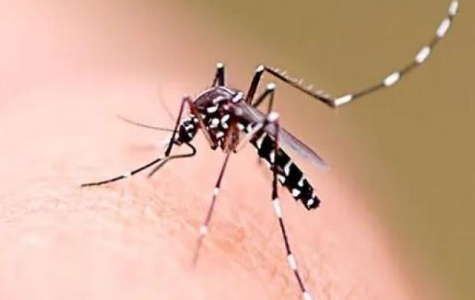 Dengue em queda no Extremo Oeste, mas 5 cidades seguem em epidemia