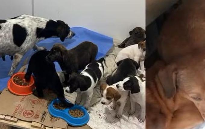 Cães mortos congelados em freezer são achados em terreno que funcionava como abrigo em SC