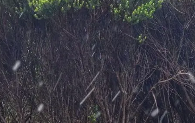 Pela primeira vez na história, SC registra neve em novembro