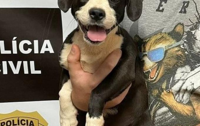 Polícia Civil localiza animal furtado em SMOeste