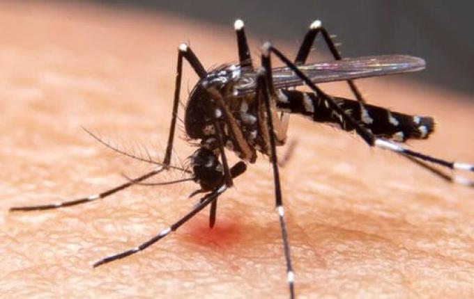 Primeiros meses do ano têm queda de 83% nos casos de dengue em SC