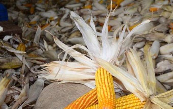 Estado lança novas linhas de crédito para minimizar prejuízos de produtores atingidos pela estiagem