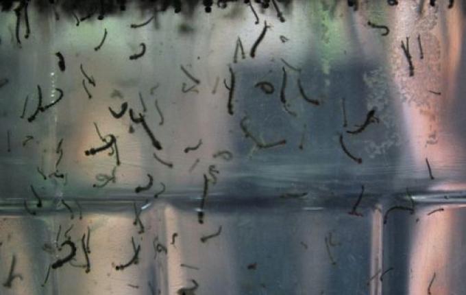 Santa Catarina é o segundo estado com mais mortes por dengue em 2022