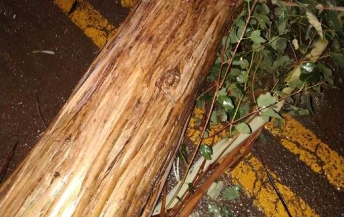 Temporal deixa árvores caídas na região de Campo Erê