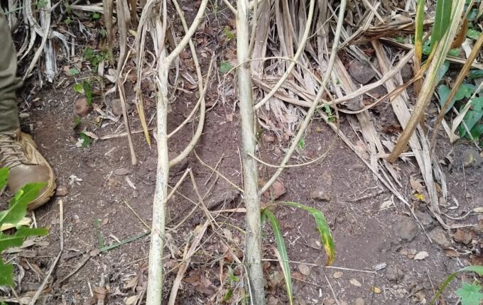 Polícia Civil apreende arma em investigação de tráfico de drogas em Itapiranga