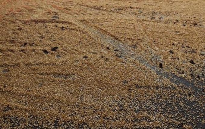 Caminhão carregado de milho tomba próximo à entrada de Itapiranga