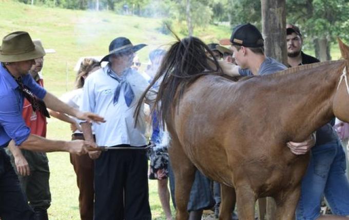 Primeiro encontro Cavalo Marchador reúne mais de 1000 pessoas