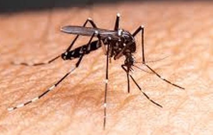 Descanso confirma primeiro caso de chikungunya e se aproxima de epidemia de dengue