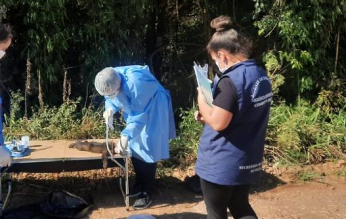 Macaco é encontrado morto; suspeita de febre amarela é investigada