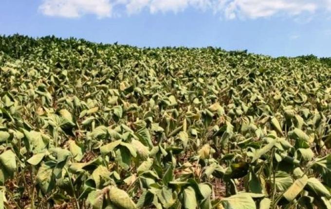 Prejuízos com a estiagem superam os R$ 45 milhões, em Guaraciaba