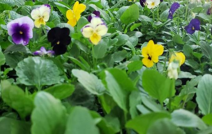 CAESP/APAE Caminho de Luz realiza feira de flores de inverno