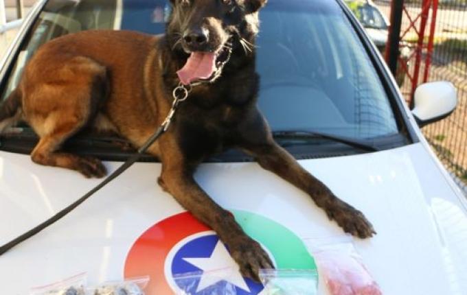 SMO: Droga apreendida pela PM provoca prejuízo de R$ 70 mil ao tráfico