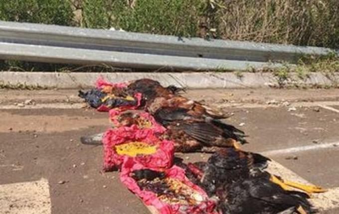 Animais são encontrados depois de serem usados em ritual em Xanxerê