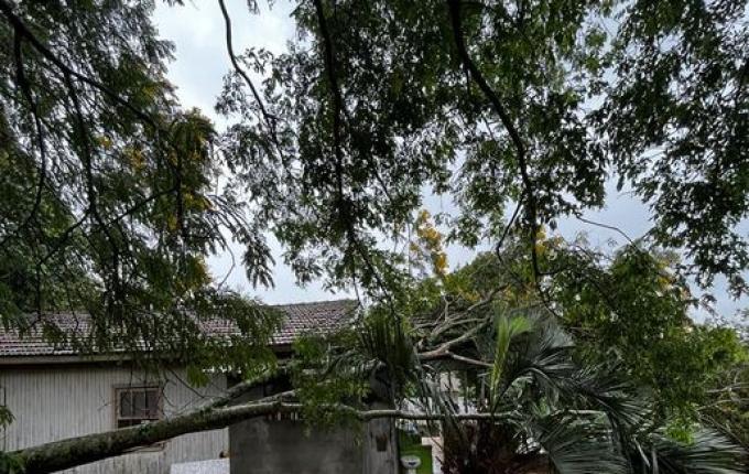 Árvore cai sobre residência no centro de SMO