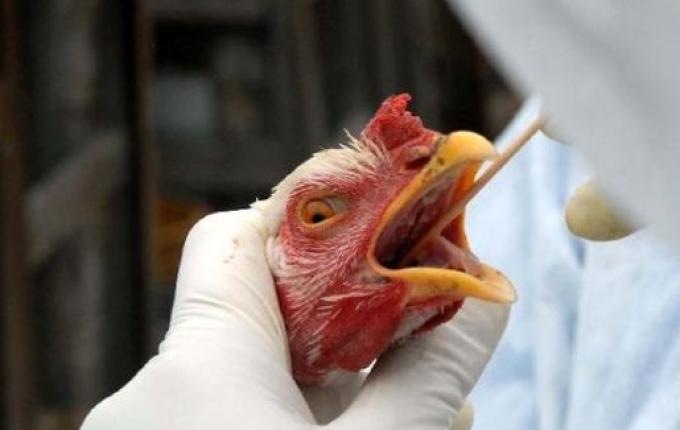 SC declara estado de emergência zoossanitária devido à gripe aviária