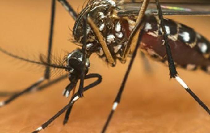 Bandeirante inicia levantamento contra dengue após focos do mosquito em 2026