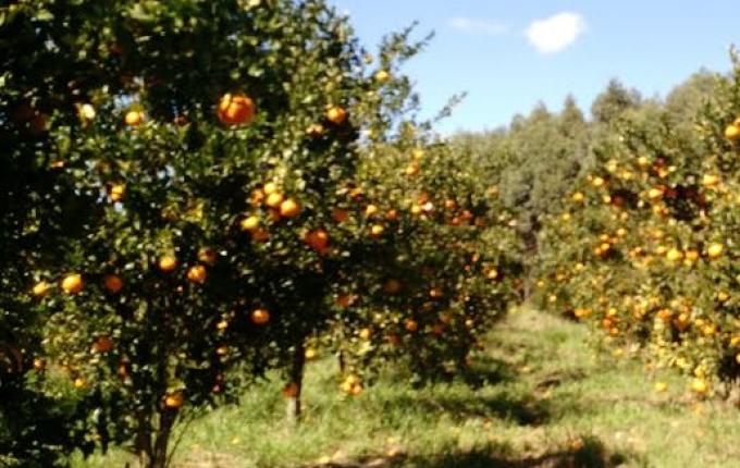 Conectando ao Agro aborda fruticultura em nossa região