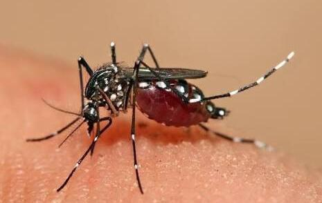 Primavera aumenta alerta para proliferação do mosquito da dengue em São José do Cedro