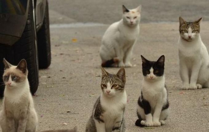 OUÇA: Prefeitura de Iporã do Oeste firma parceria para castrar animais de rua