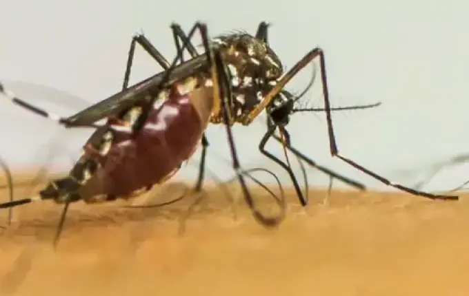 Dengue não tira folga: São José do Cedro mantém vigilância constante