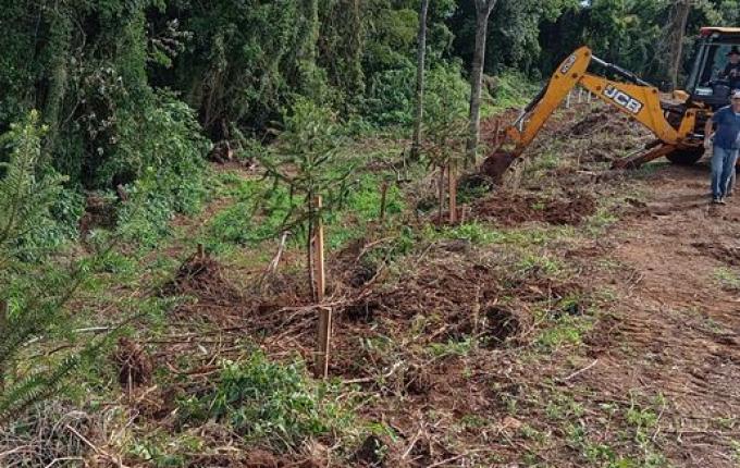 São João do Oeste planta mais de mil árvores em área pública