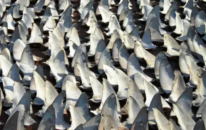 Maior apreensão de barbatanas no mundo feita em SC revela morte de 10 mil tubarões