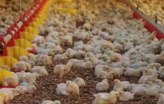 SC reforça segurança em granjas após casos de Newscastle no RS