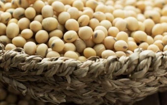 El Niño faz SC ter queda brusca na produção de soja e milho em 2024, aponta IBGE