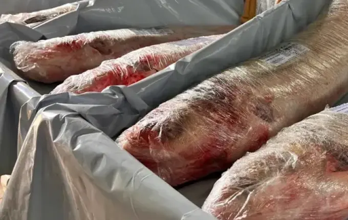 Feira do Peixe de São Miguel do Oeste já começa a ser organizada