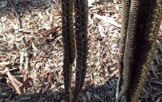 Agricultor é atacado por três cobras Jararacuçu