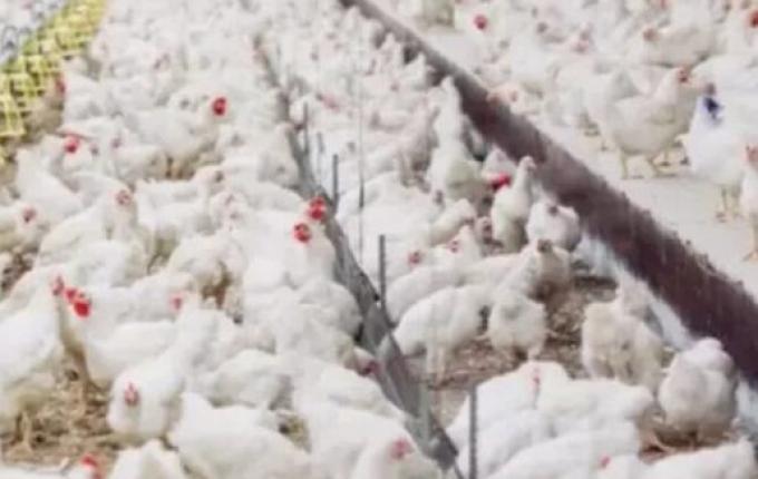 SC descarta suspeita de gripe aviária em granja comercial de Ipumirim